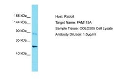 FAM115A Rabbit anti-Human, Polyclonal, Novus Biologicals 0.1 mL | Buy Online | Novus Biologicals | Fisher Scientific